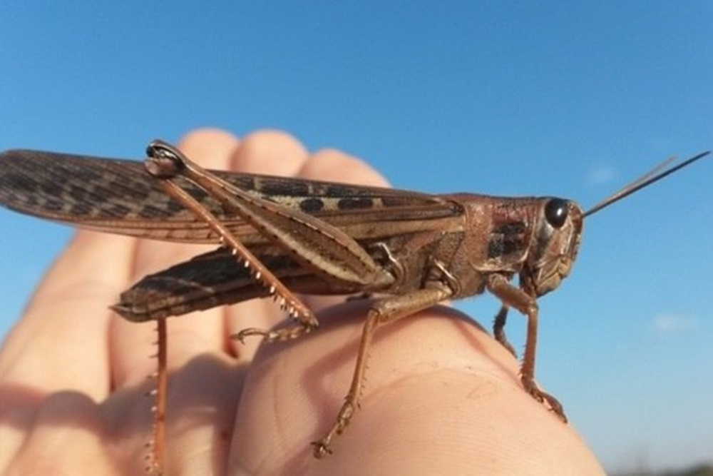 CapaNoticia
