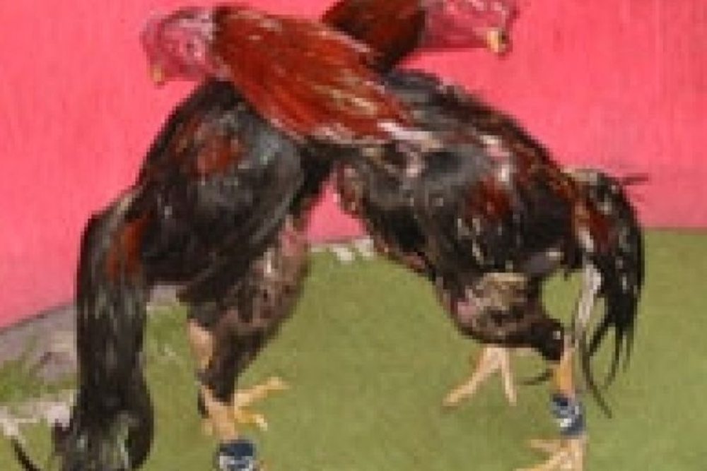 CapaNoticia